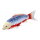 Mojö 381100 - Koi Carp Asagi (blue-red)