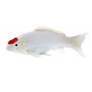 Mojö 381101 - Koi Carp Tancho (Red Dot)