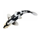 Mojö 381102 - Koi Carp Shiro Utsuri (Black and White)