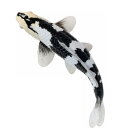 Mojö 381102 - Koi Carp Shiro Utsuri (Black and White)