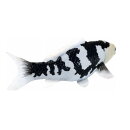 Mojö 381102 - Koi Carp Shiro Utsuri (Black and White)
