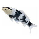 Mojö 381102 - Koi Carp Shiro Utsuri (Black and White)