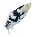 Mojö 381102 - Koi Carp Shiro Utsuri (Black and White)
