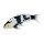 Mojö 381102 - Koi Carp Shiro Utsuri (Black and White)