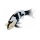 Mojö 381102 - Koi Carp Shiro Utsuri (Black and White)
