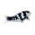 Mojö 381102 - Koi Carp Shiro Utsuri (Black and White)