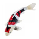 Mojö 381103 - Koi Karpfen Showa Sanshoku (dreifarbig)