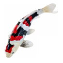Mojö 381103 - Koi Karpfen Showa Sanshoku (dreifarbig)
