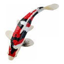 Mojö 381103 - Koi Karpfen Showa Sanshoku (dreifarbig)