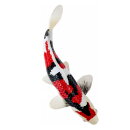 Mojö 381103 - Koi Karpfen Showa Sanshoku (dreifarbig)