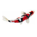 Mojö 381103 - Koi Karpfen Showa Sanshoku (dreifarbig)
