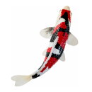 Mojö 381103 - Koi Karpfen Showa Sanshoku (dreifarbig)