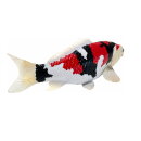 Mojö 381103 - Koi Karpfen Showa Sanshoku (dreifarbig)