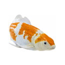 Mojö 381104 - Koi Karpfen Ochiba Shigure (orange / weiß)