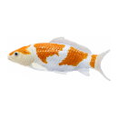 Mojö 381104 - Koi Karpfen Ochiba Shigure (orange / weiß)