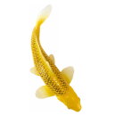 Mojö 381105 - Koi Karpfen Kin Matsuba (goldfarben)