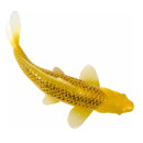 Mojö 381105 - Koi Karpfen Kin Matsuba (goldfarben)