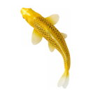 Mojö 381105 - Koi Karpfen Kin Matsuba (goldfarben)