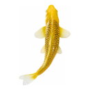 Mojö 381105 - Koi Karpfen Kin Matsuba (goldfarben)