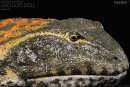 REBOR 161182 - 1:2 scale poseable Beelzebufo ampinga...