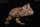 REBOR 161199 - 1:2 scale poseable Beelzebufo cornuta “Little Feet” Rainforest Ver. *1