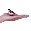 Mojö 381114 - House Sparrow