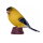 Mojö 381111 - American Goldfinch