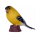 Mojö 381111 - American Goldfinch