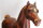 Breyer Traditional (1:9) 831 - Show Stance Morgan Body (Bild zeigt das aktuelle Pferd)