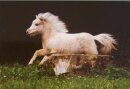 Horse Postcard Mini-Shetty Frankenhoehs Smoky