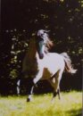 Horse Postcard Welsh B Stallion Frankenhöhs Sunlight