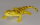 Animals of Australia 75966 - Bearded Dragon
