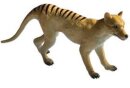 Animals of Australia 75227 - Thylacine
