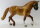 Schleich Cust - (Bild zeigt das aktuelle Tier)