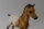 Breyer Traditional (1:9) B-CS-10514 - Foal (Pic shows the actual horse)*