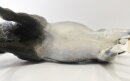 Breyer Classic (1:12) - Midnight Tango CUST (Bild zeigt das aktuelle Pferd)