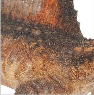 Papo 55077 - Spinosaurus Aegyptiacus (limitierte Auflage)