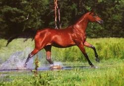 Horse Postcard Arabian Mare Aliya