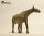 EoFauna 014 - Paraceratherium grangeri (1:35)