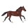 Mojö 381154 - Thoroughbred (2026)