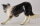 Hagen Renaker 3338 - Border Collie (Bild zeigt das aktuelle Tier)