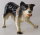Hagen Renaker 3338 - Border Collie (Bild zeigt das aktuelle Tier)