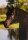 Horse Postcard Arabian Stallion Zabu