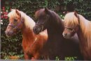 Horse Postcard Icelandic Horses