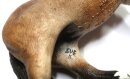 Schleich Andalusier Stute Cust - (Bild zeigt das aktuelle Tier)