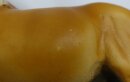 Brigitte Eberl Resin Haflinger / Stanislaus - (Bild zeigt das aktuelle Tier)