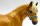 Brigitte Eberl Resin Haflinger / Stanislaus - (Bild zeigt das aktuelle Tier)