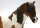 Schleich Pony Cust - (Bild zeigt das aktuelle Tier)