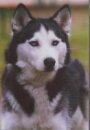 Dog Postcard Siberian Husky  Snow vom Petersberg