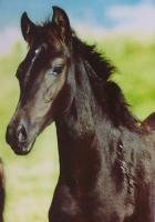Pferdepostkarte Morgan Horse Stutfohlen GHB Sambas Black Swizlwy